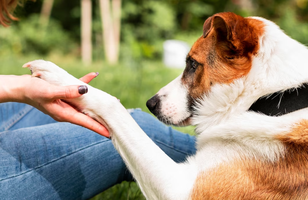 What to Expect When Working with a Dog Bite Injury Lawyer